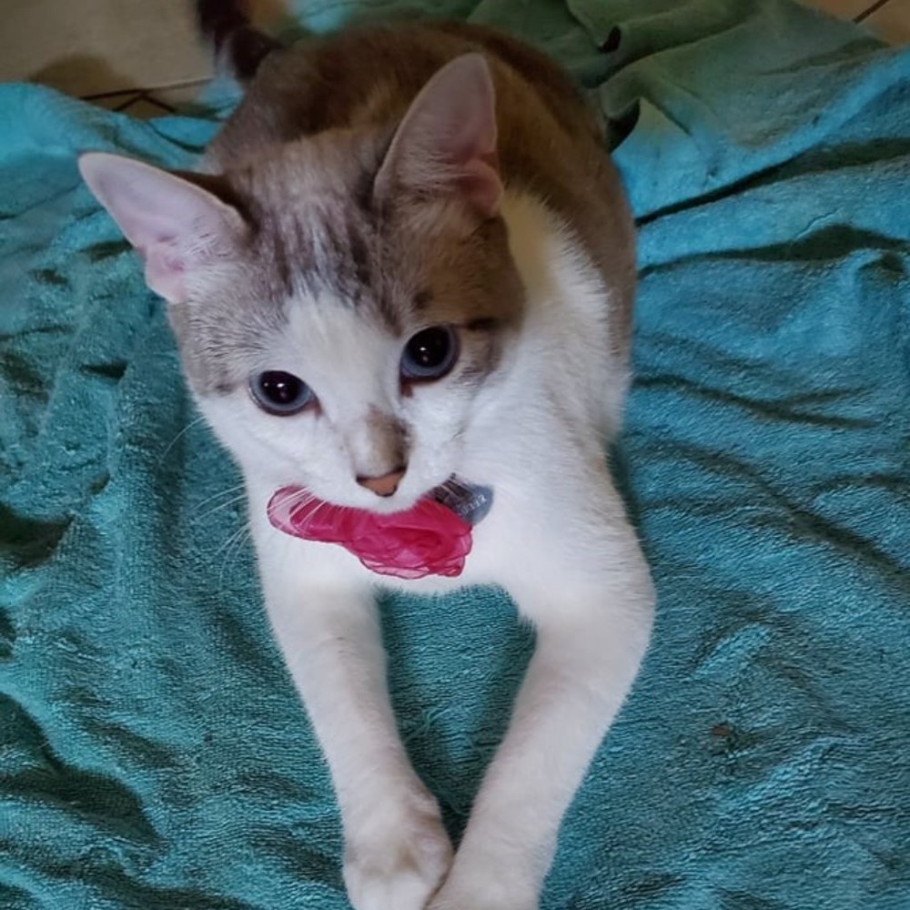 Meet your Posher, Debbie